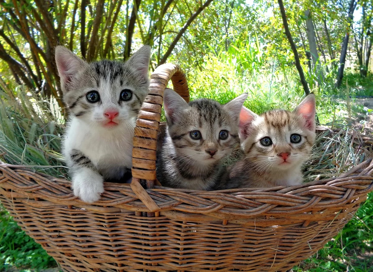 Нам в корзинке сидеть или можно побегать