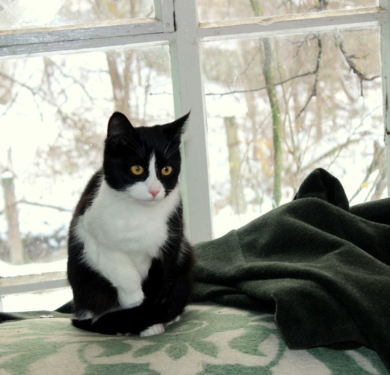 На улице ненастье, лучше я дома посижу