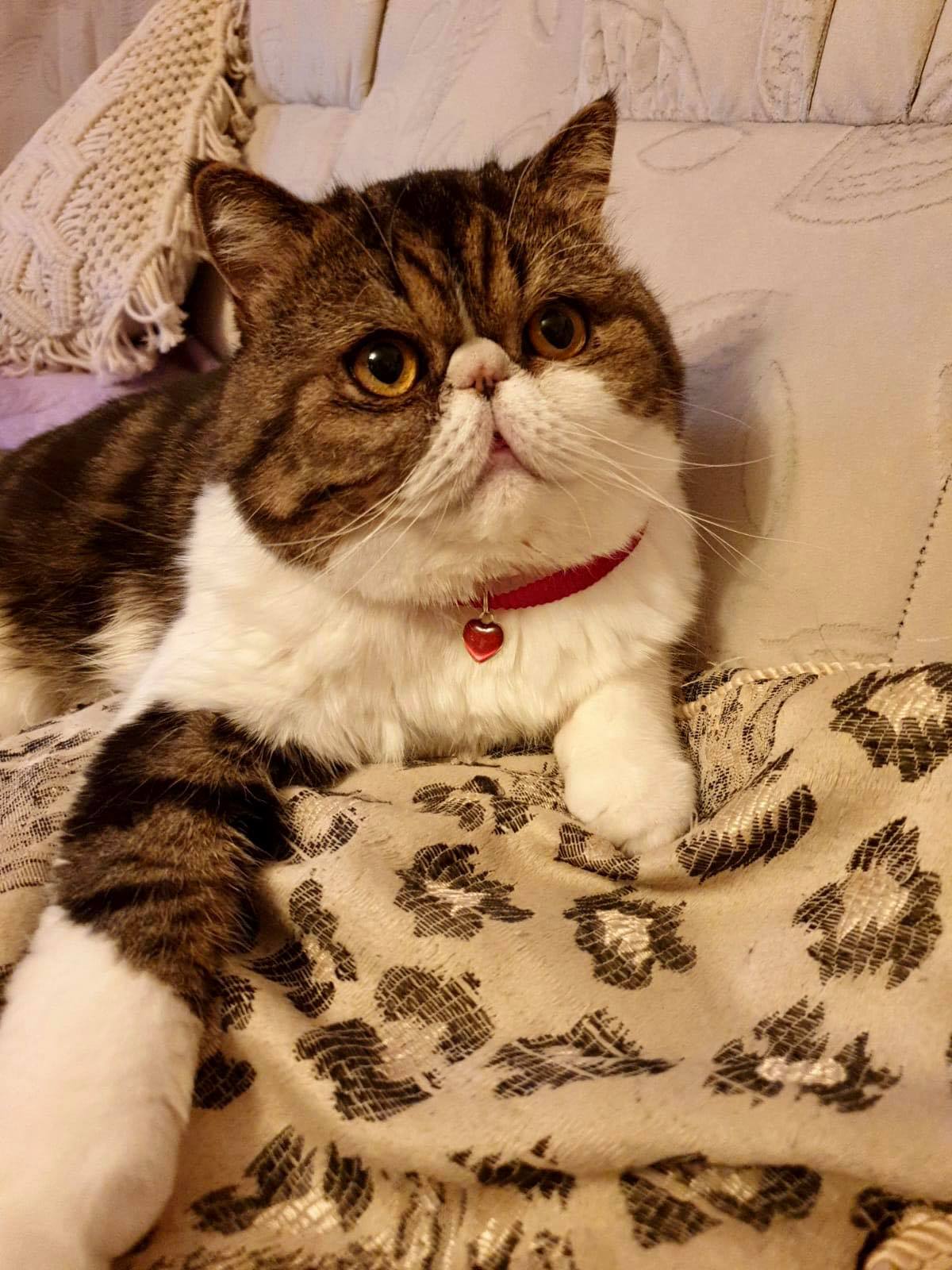 Хотите рядышком полежать, милости прошу