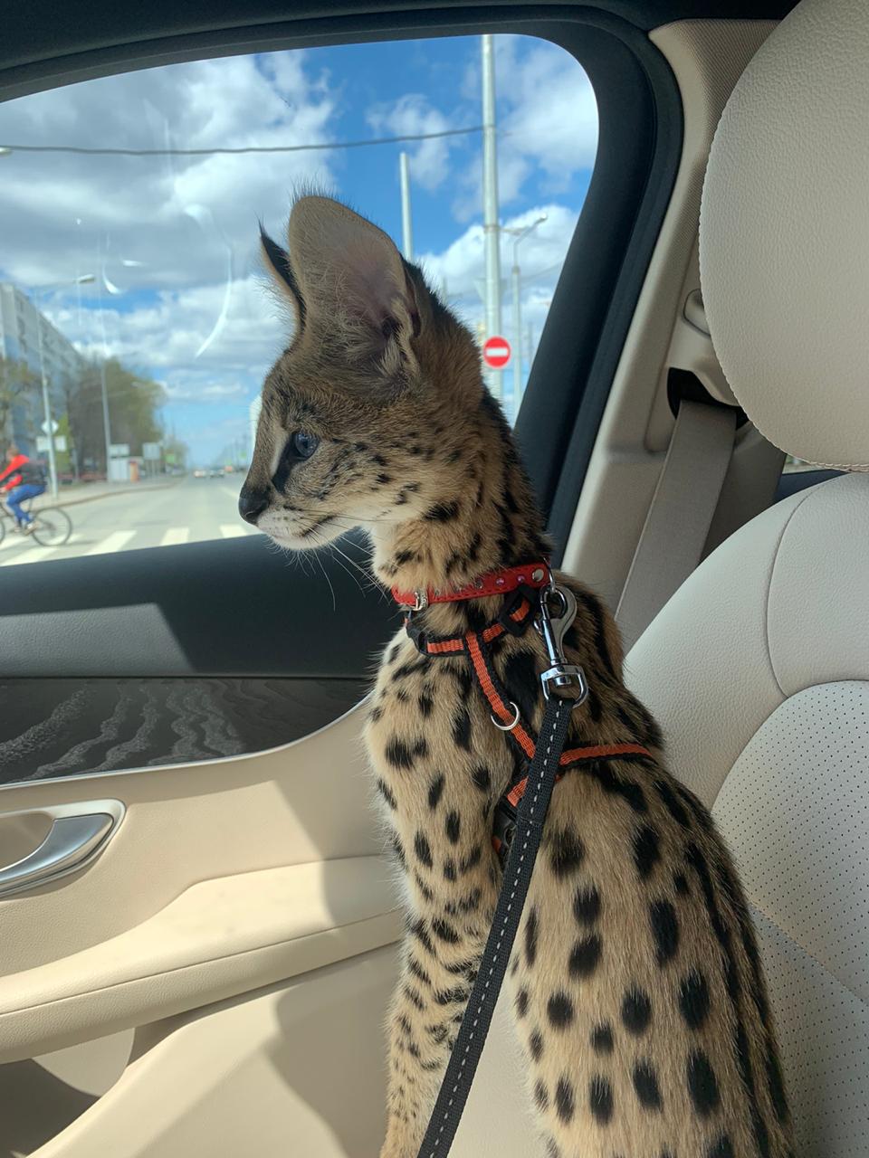 Настоящая леди