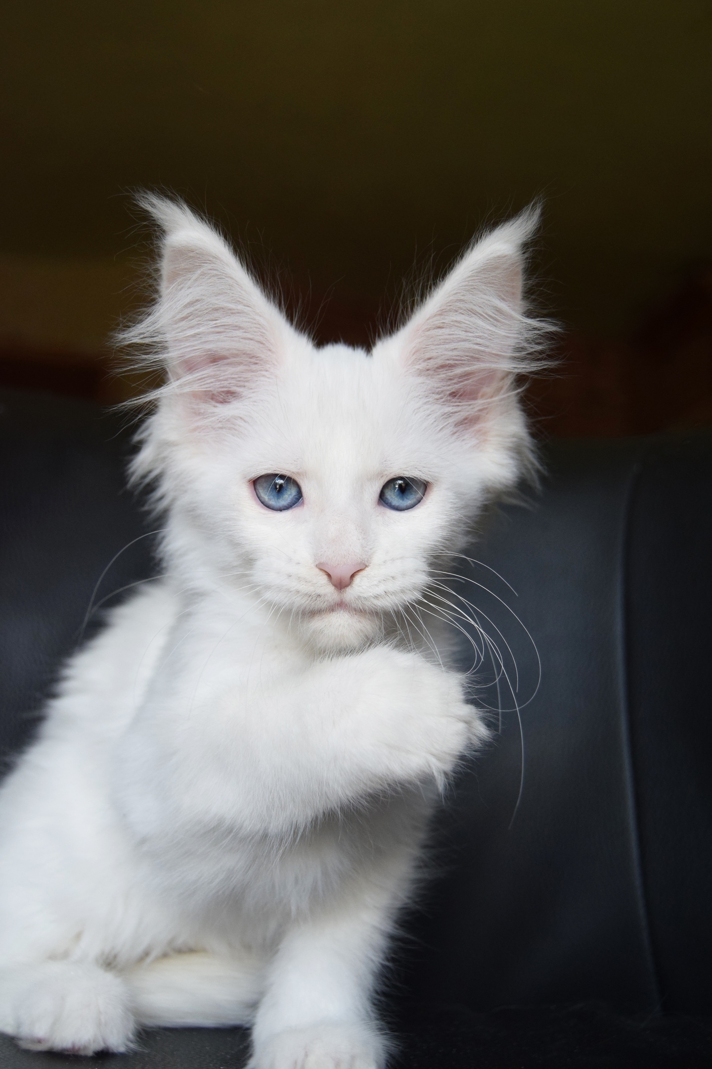 Быстренько, идите меня гладить