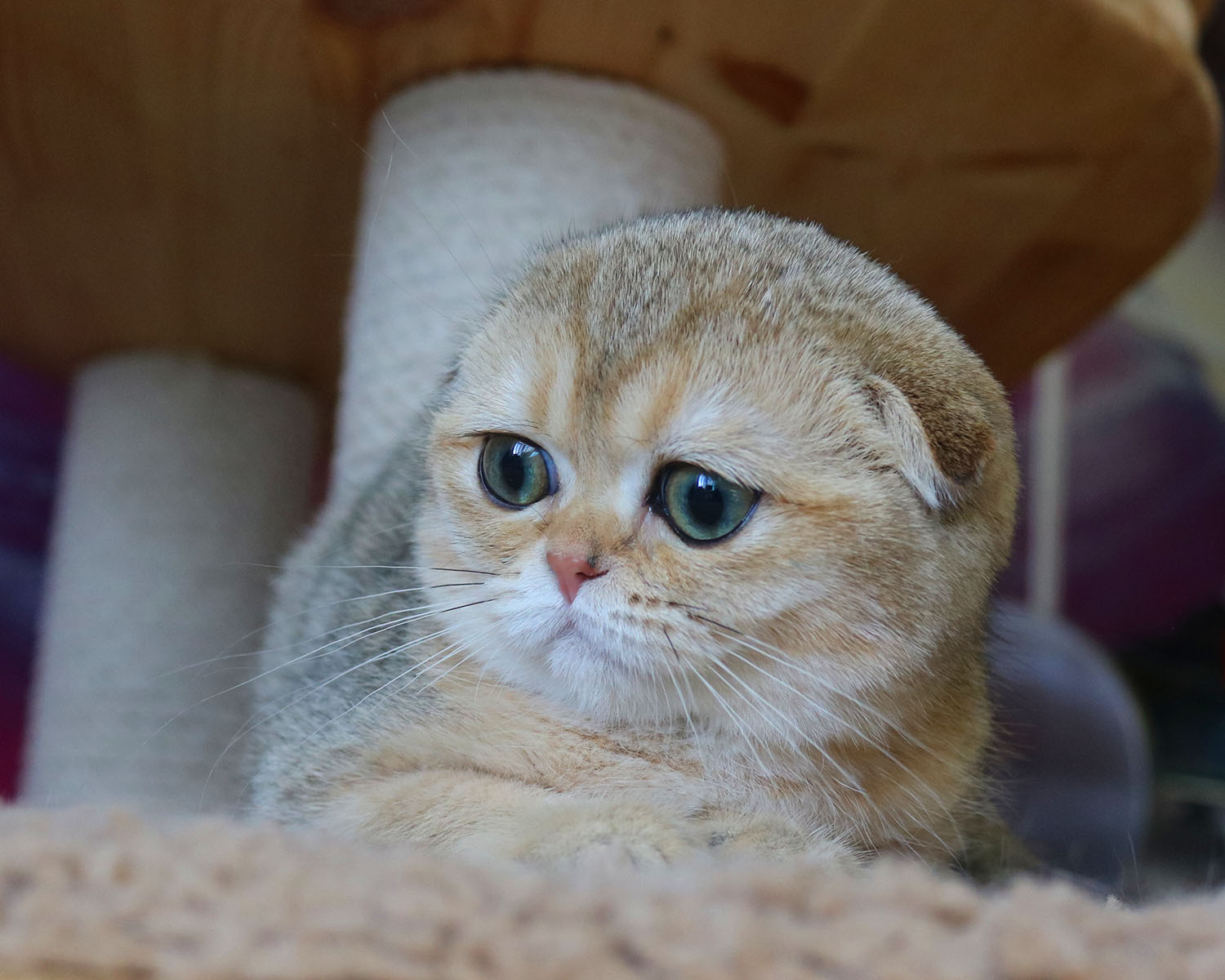 Тщательнее пылесосьте