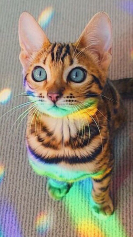 Цветомузыку включили, значит будут танцы