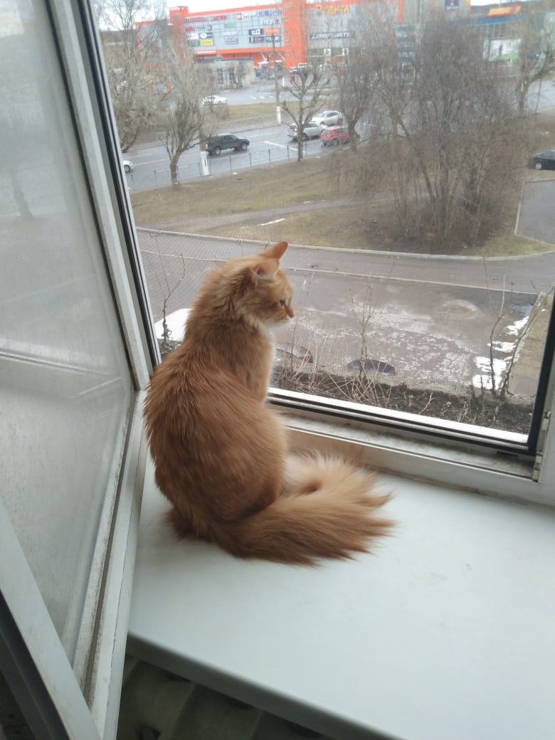 Куда все подевались, ни птичек, ни собак не видно