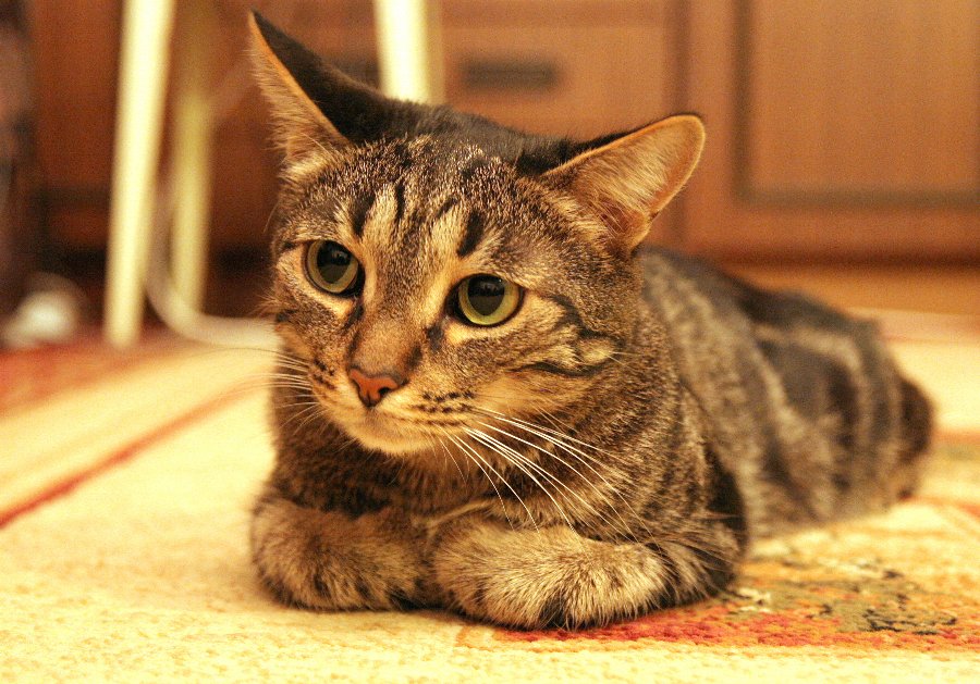 Сделаю вид, что обиделся, глядишь начнут вокруг меня суетиться