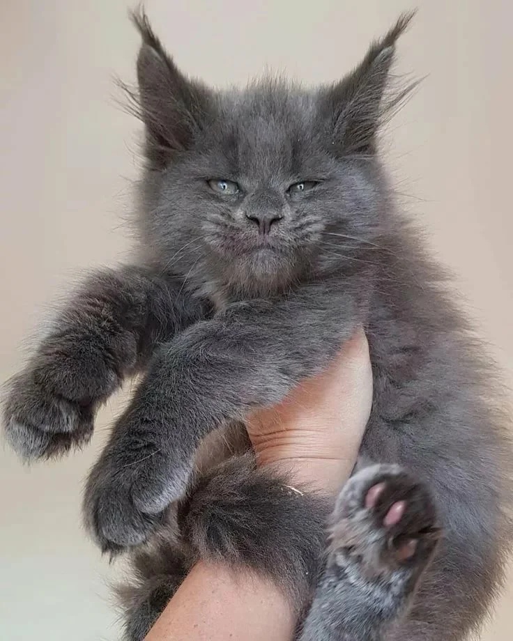 Так уж и быть, нянчийте меня