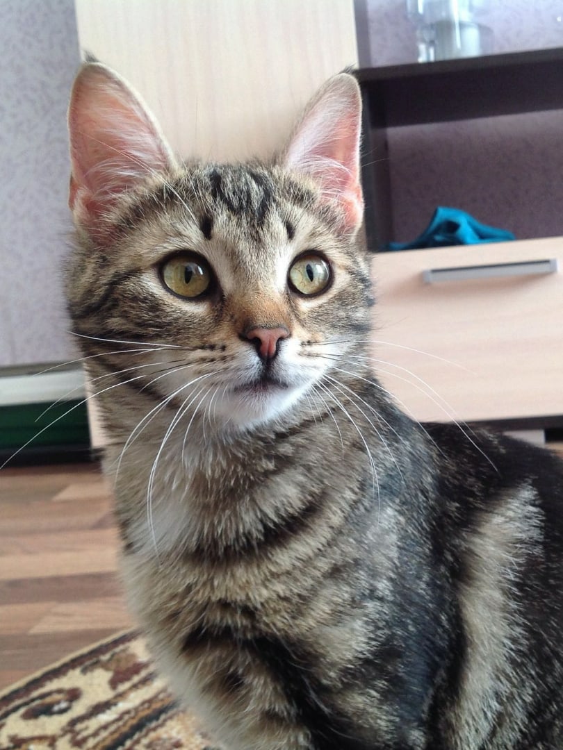 Что - то мои хозяева долго спят, может их разбудить