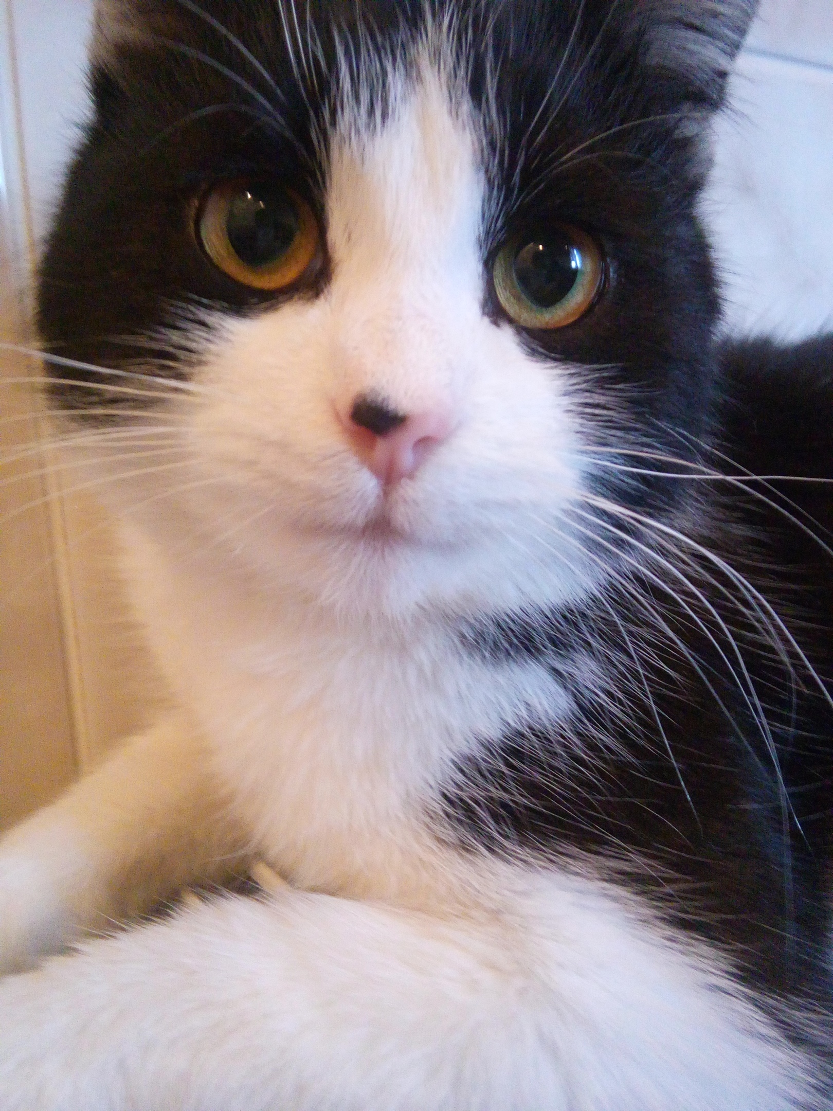 Куда смотрят кошечки, когда такой красавчик в одиночестве