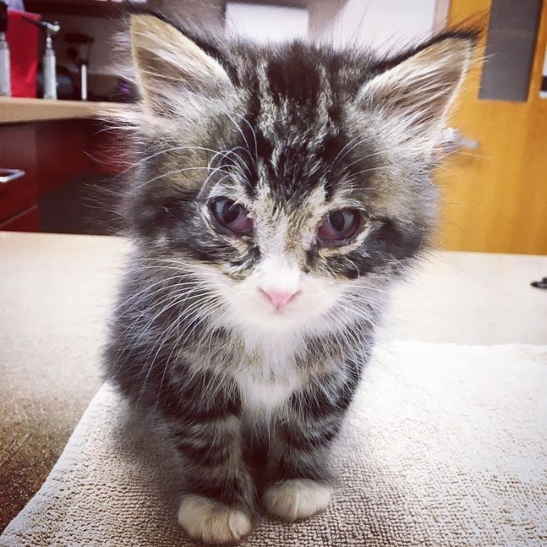 Я требую мой завтрак