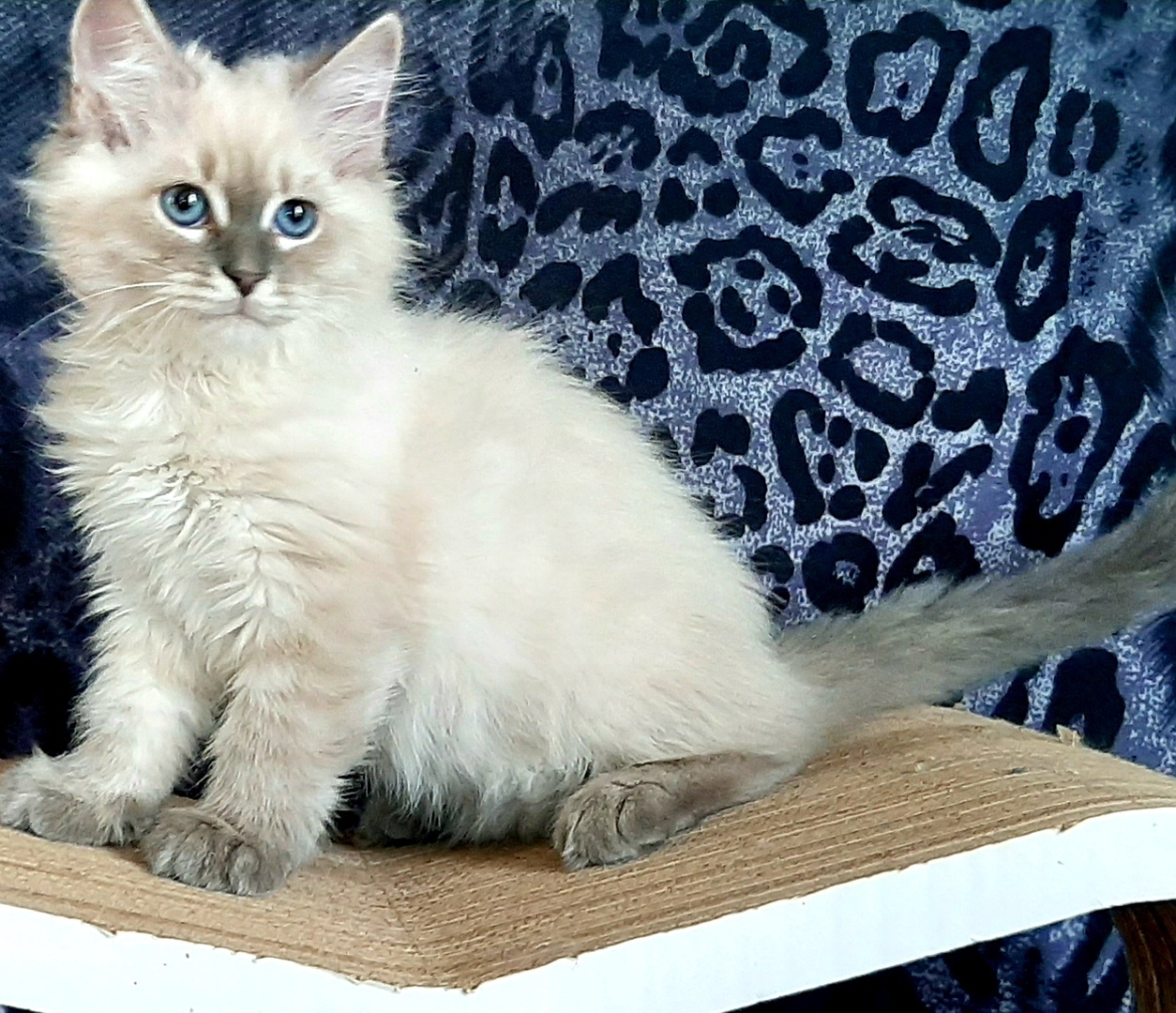 Вы уже проснулись, а я ещё ничего нашкодить не успел