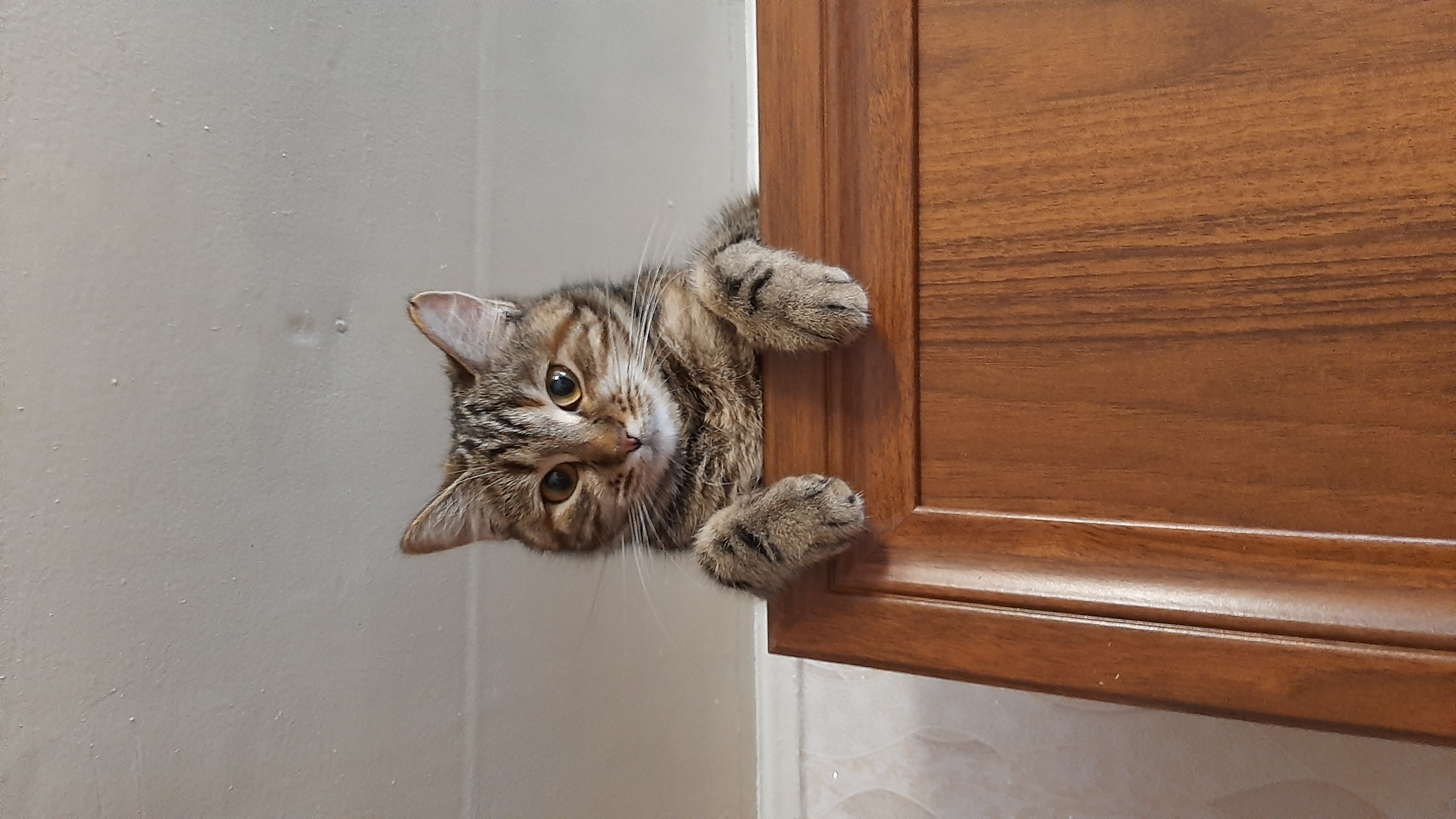 Высоко сижу, далеко гляжу