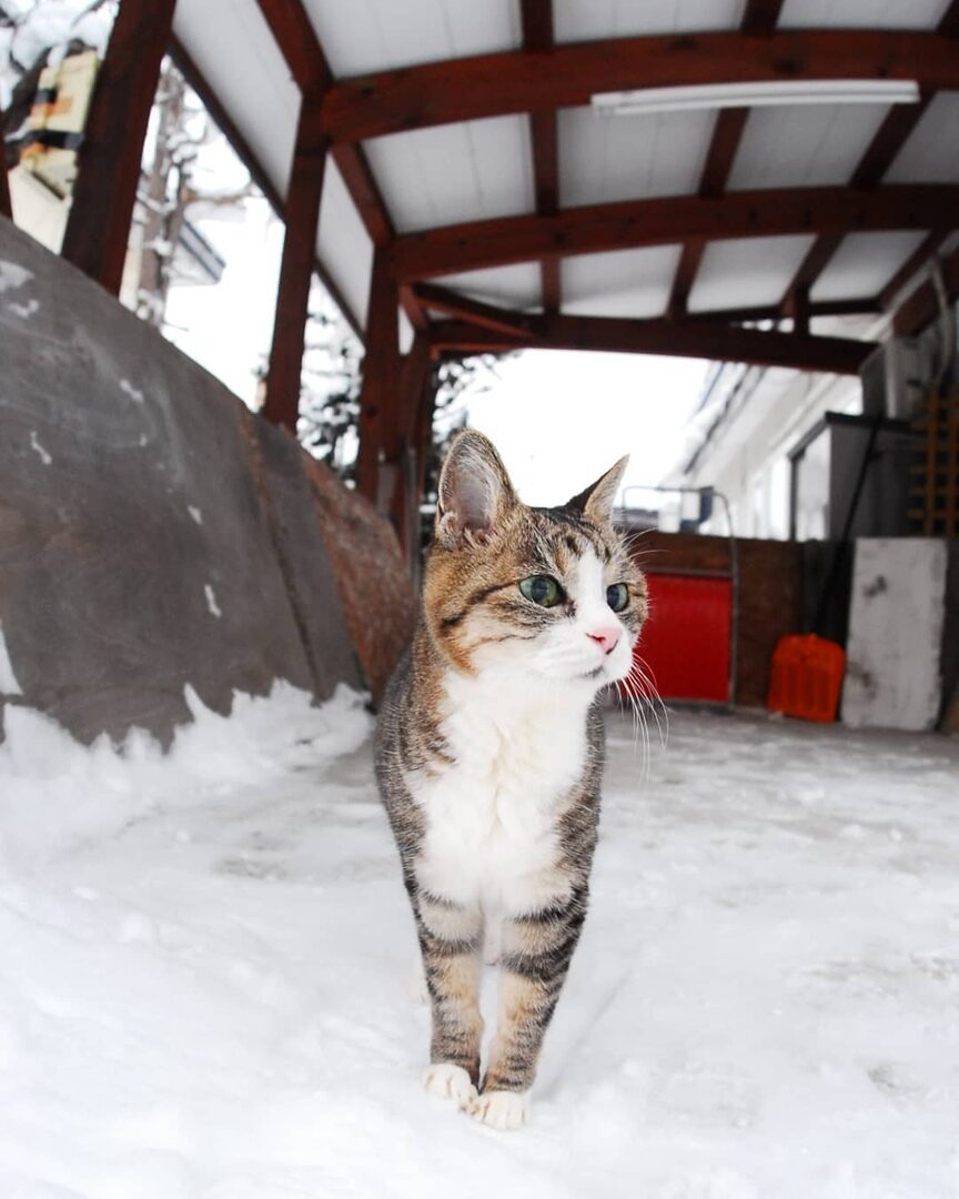 Утренний дозор