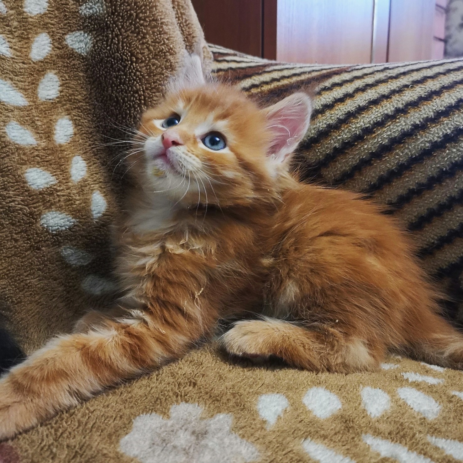 Не ругайте меня, хулигана