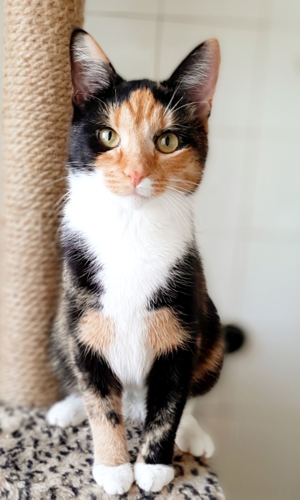 Умница, красавица и просто прелесть