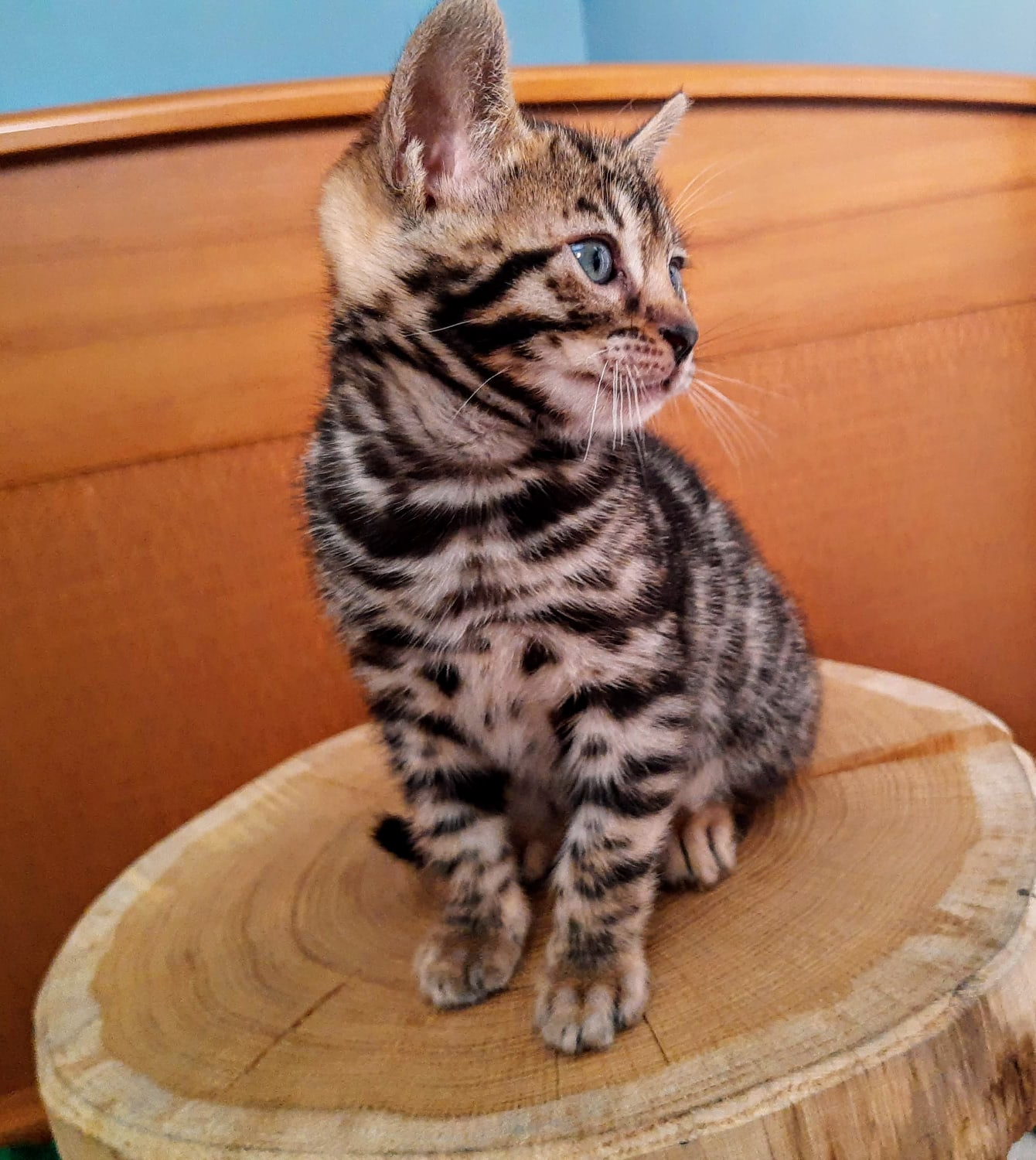 Сел я на пенёк, где мой пирожок