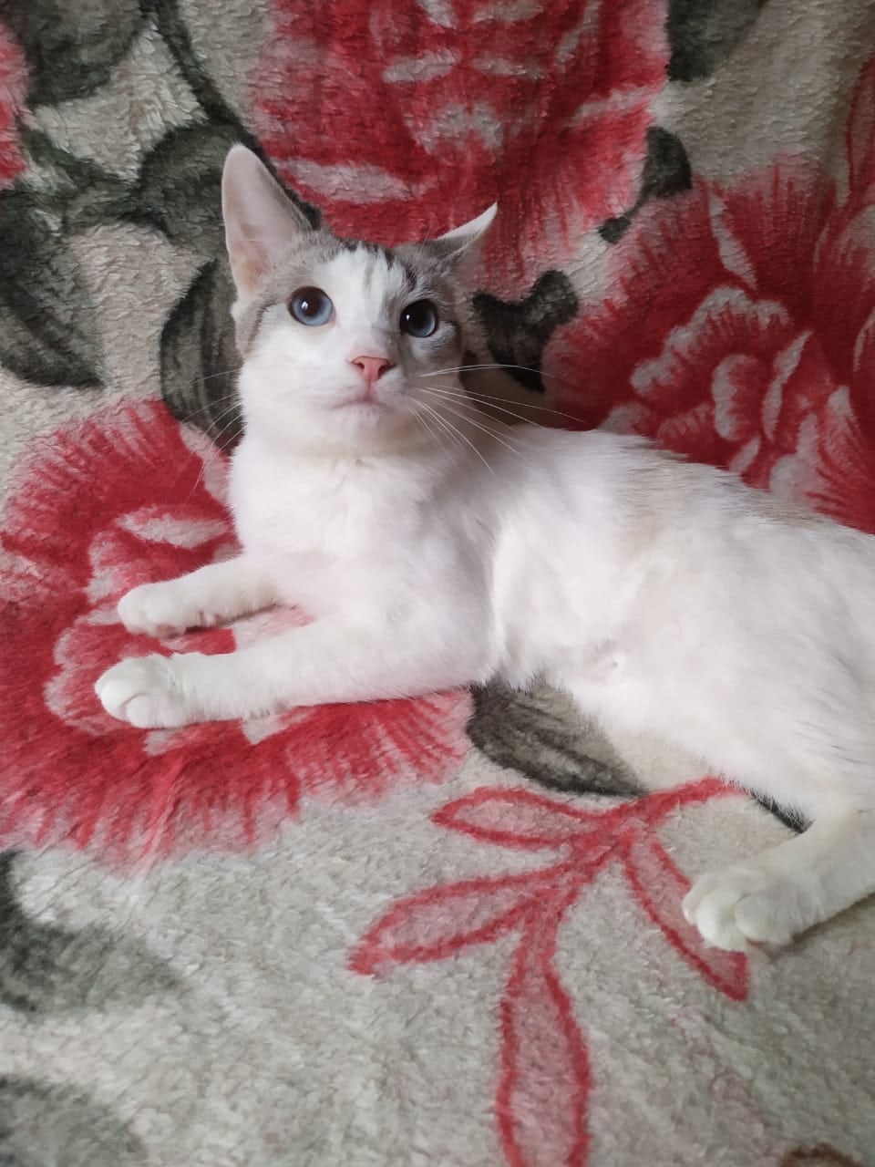 Одно ушко налево, другое направо и в курсе всего