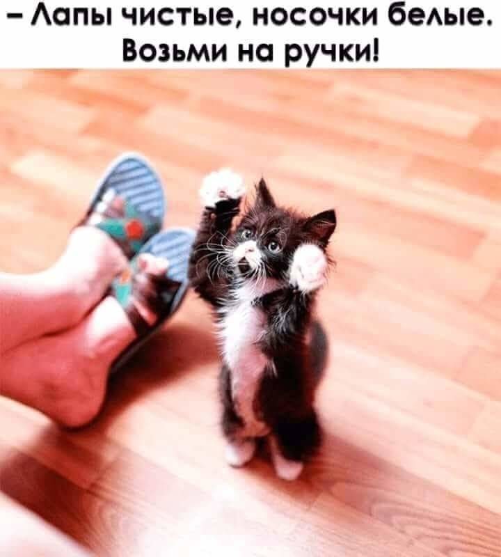 Готов на всё, лишь бы на ручки взяли