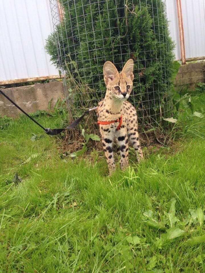 Хозяин, ты гостей ждёшь или мне разобраться