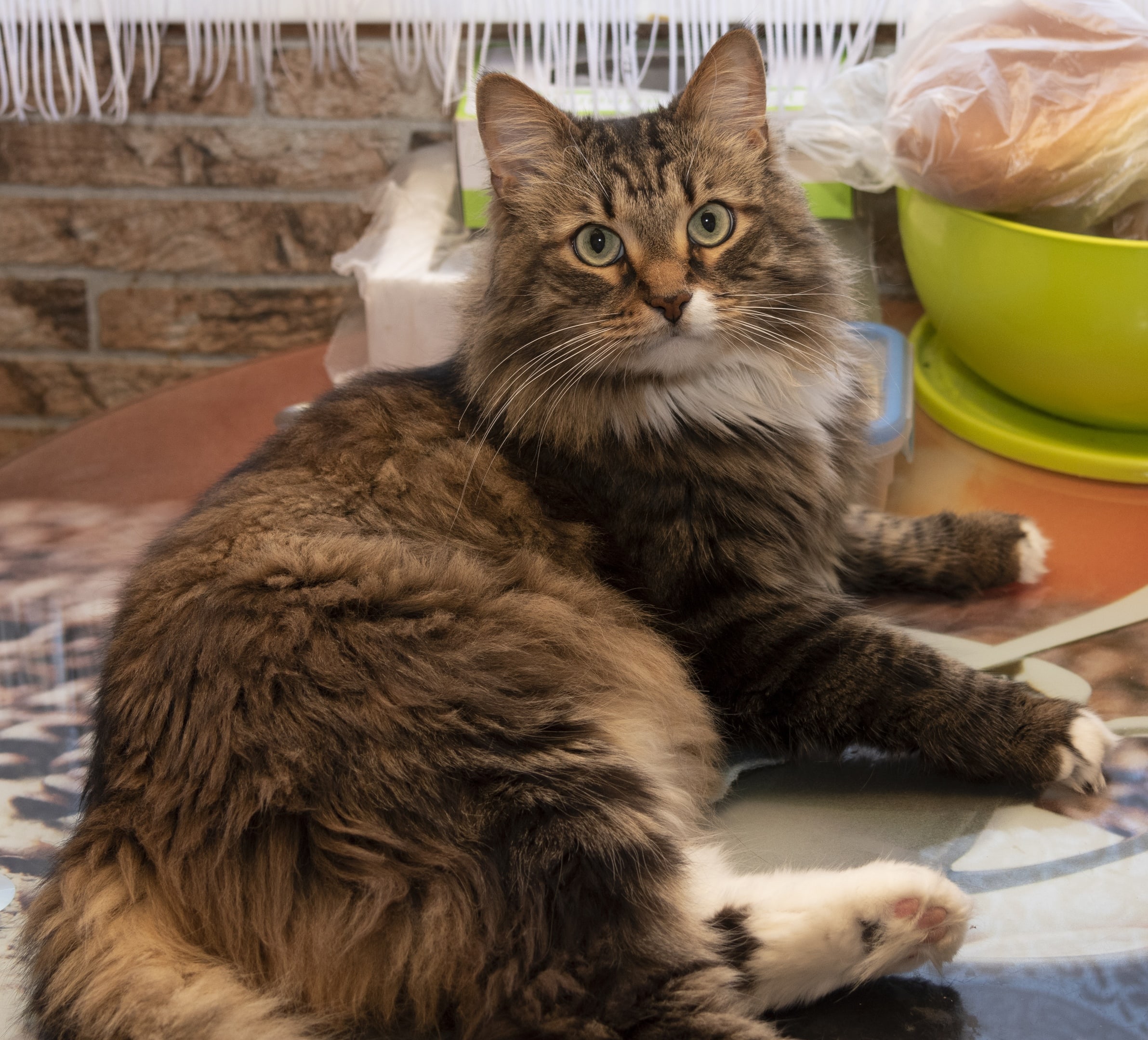 Хранительница продуктов