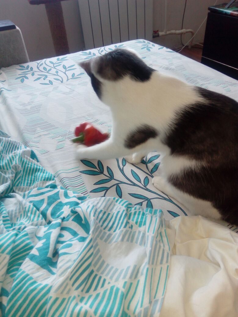 Чем бы, дитя не тешилось