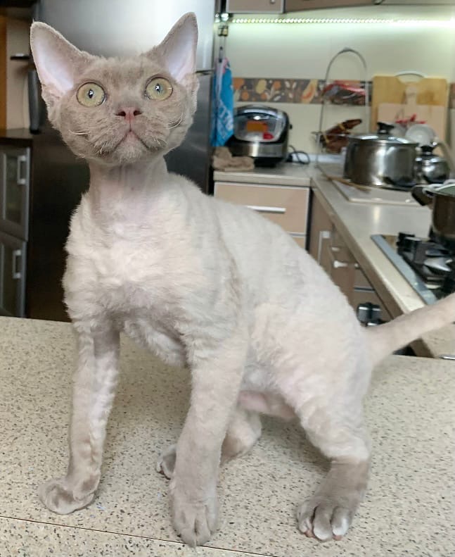 Я всё проверил, но ничего вкусного не нашёл