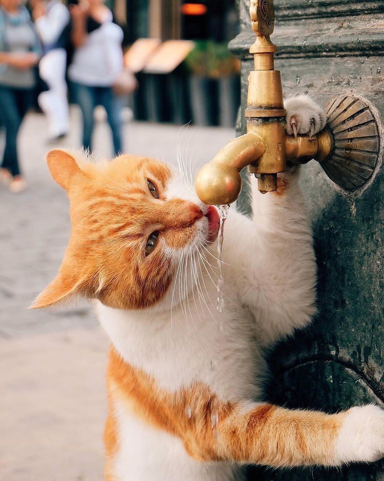 Лето, жара, жажда