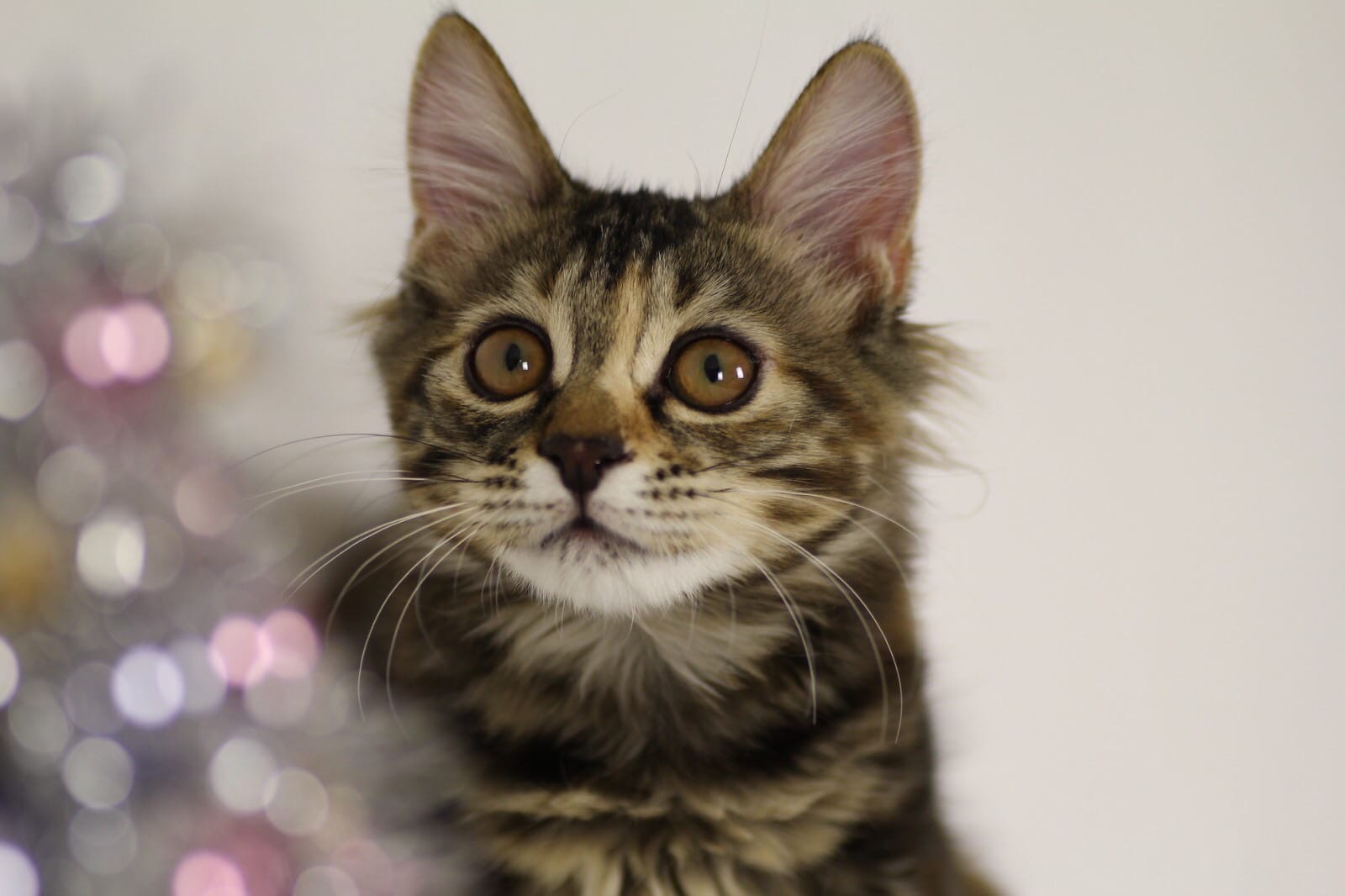 Вы в магазин когда пойдёте, купите мне много вкусняшек