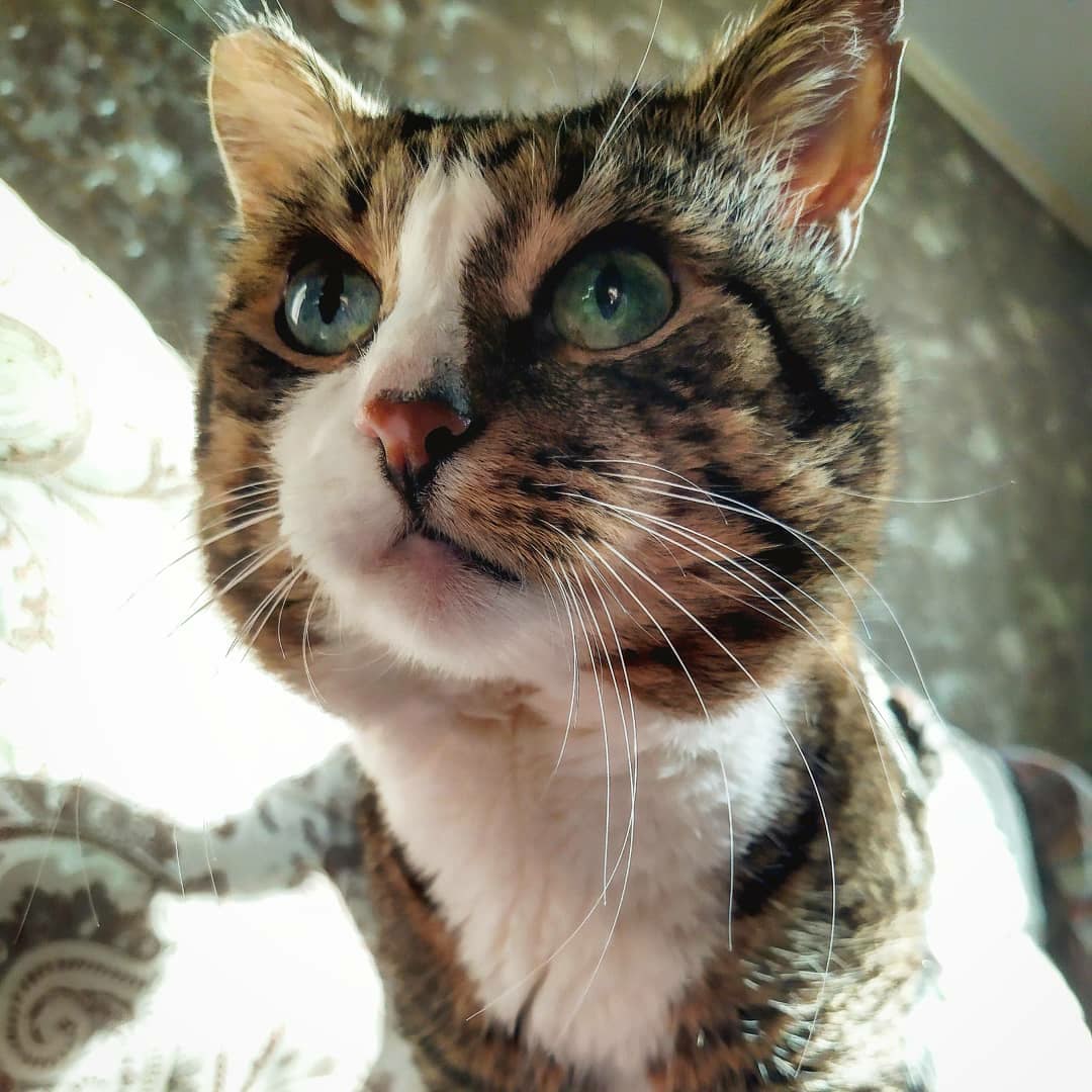 Хозяйка, посмотри в мои голодные глаза