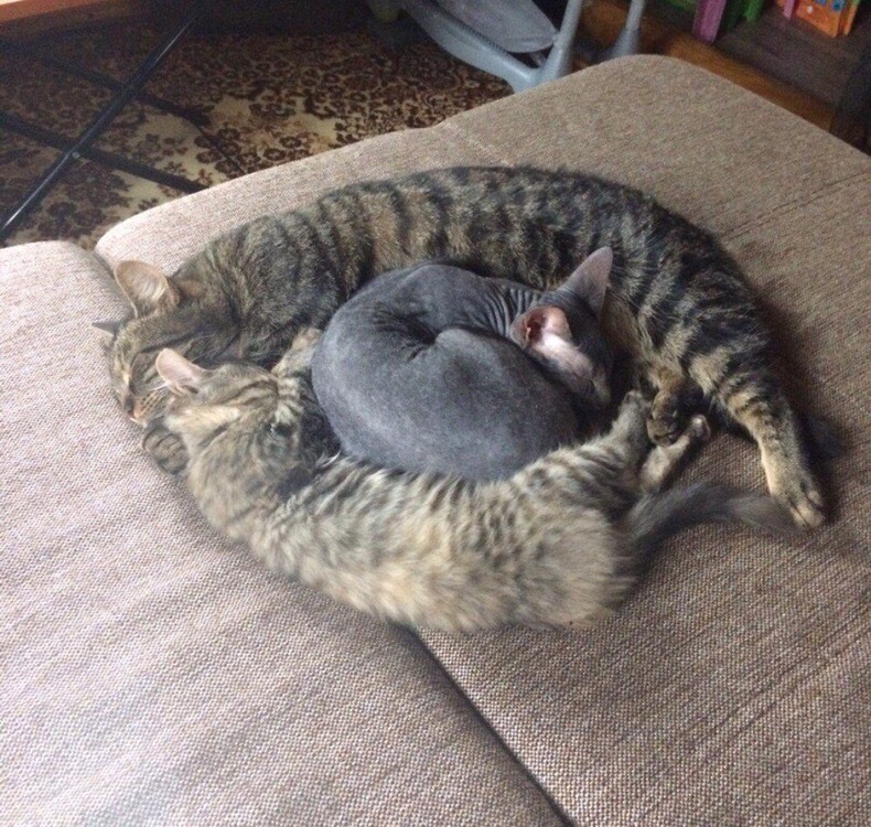 Греем мы Лысяшку, жалко его