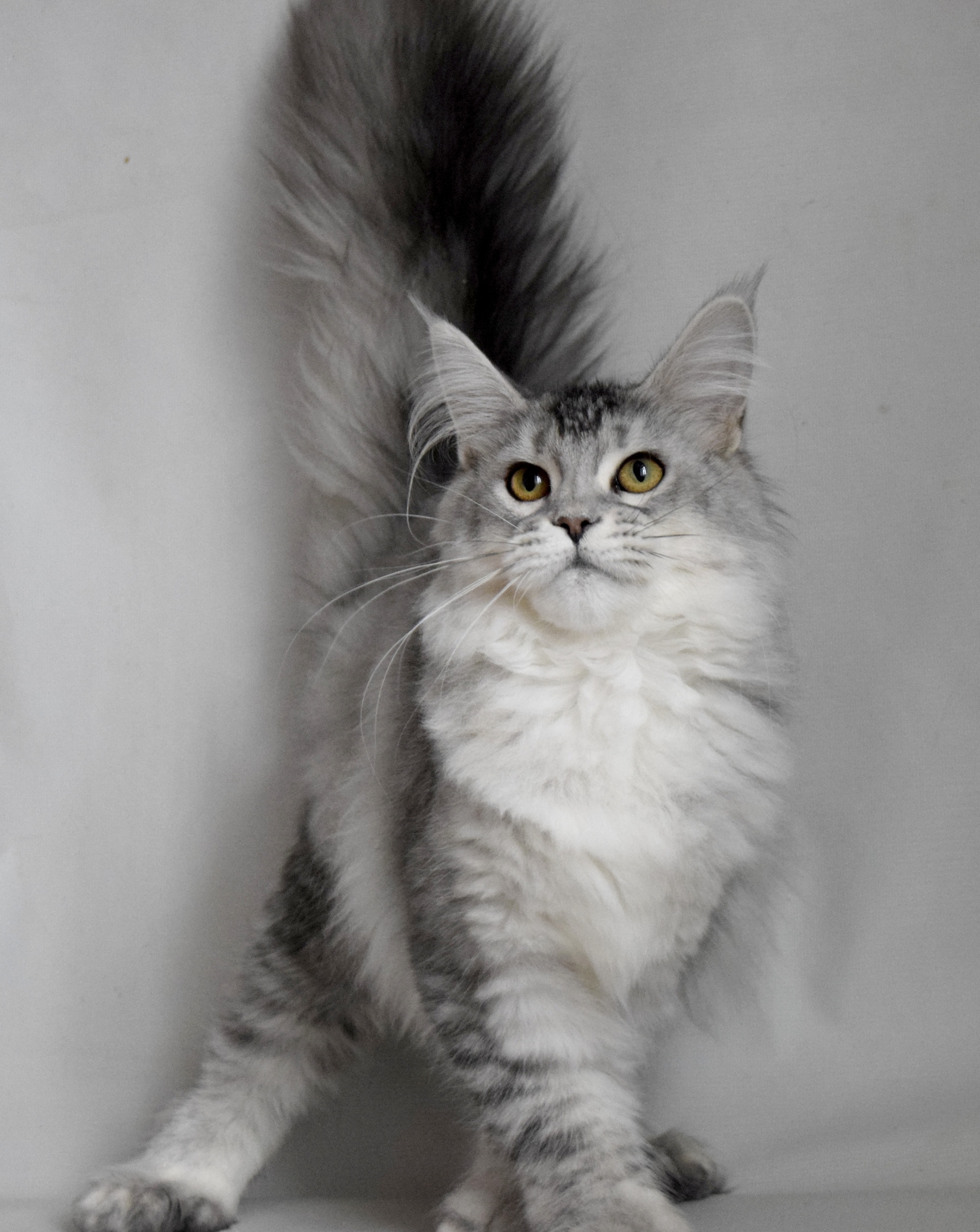 Подамся ка я, в модели