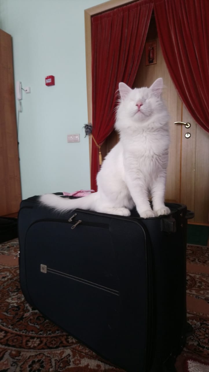 А мои игрушки положили в чемодан