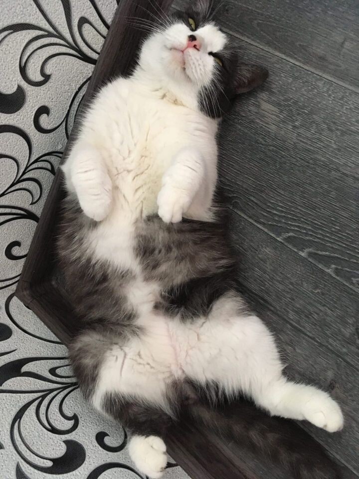 Барсик пытается заснуть