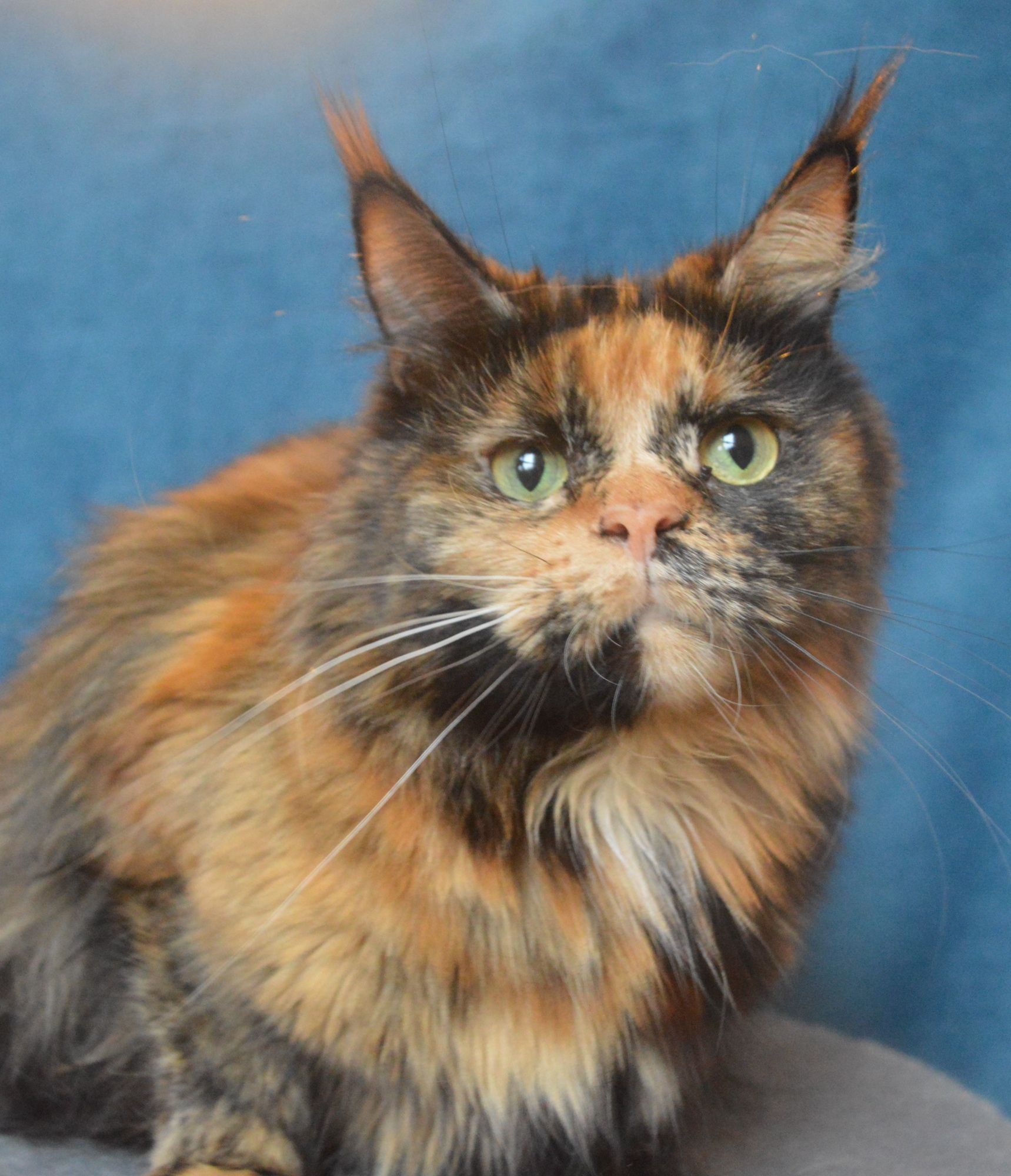 Кто сказал, что не красивая я