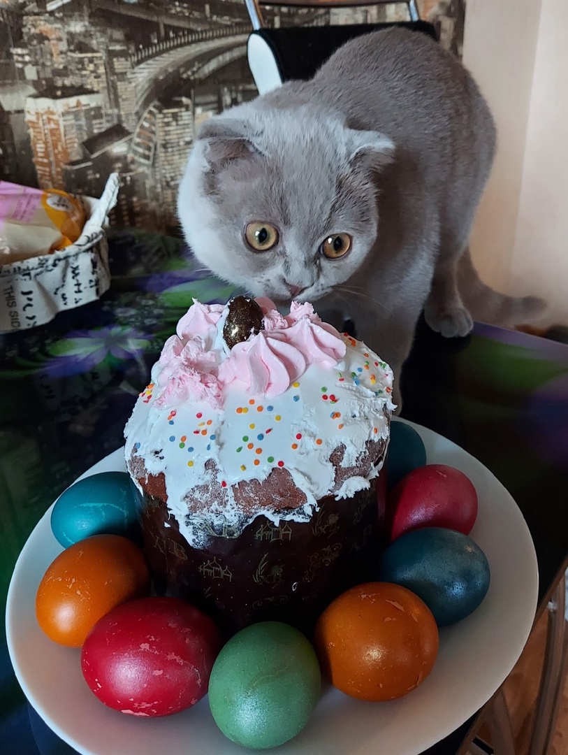 Котик ест пасхальный кулич