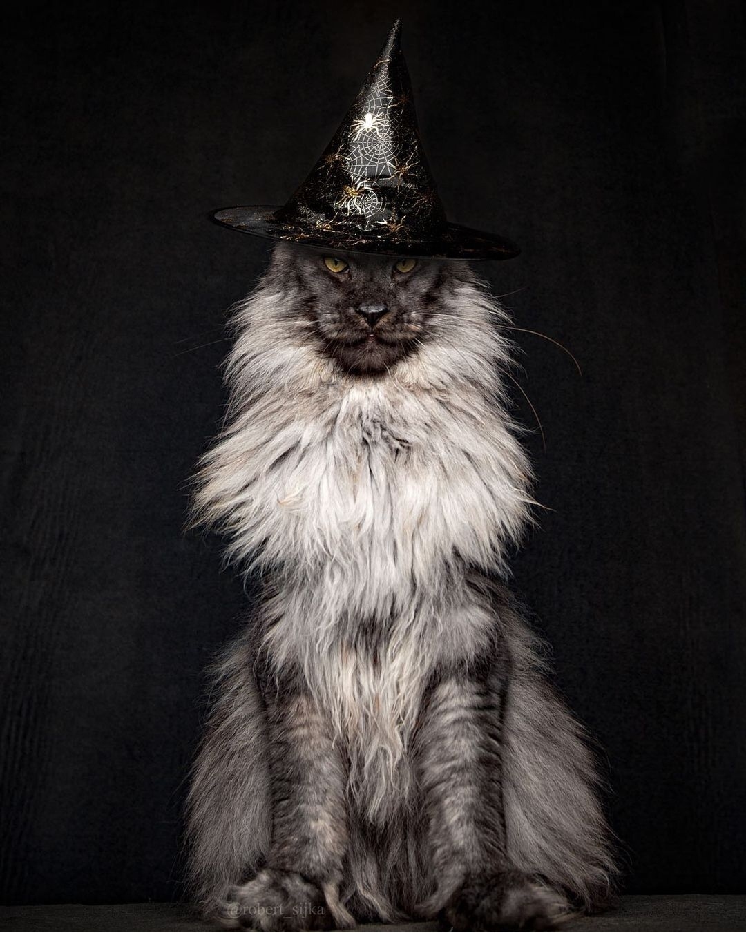 Пушистый волшебник