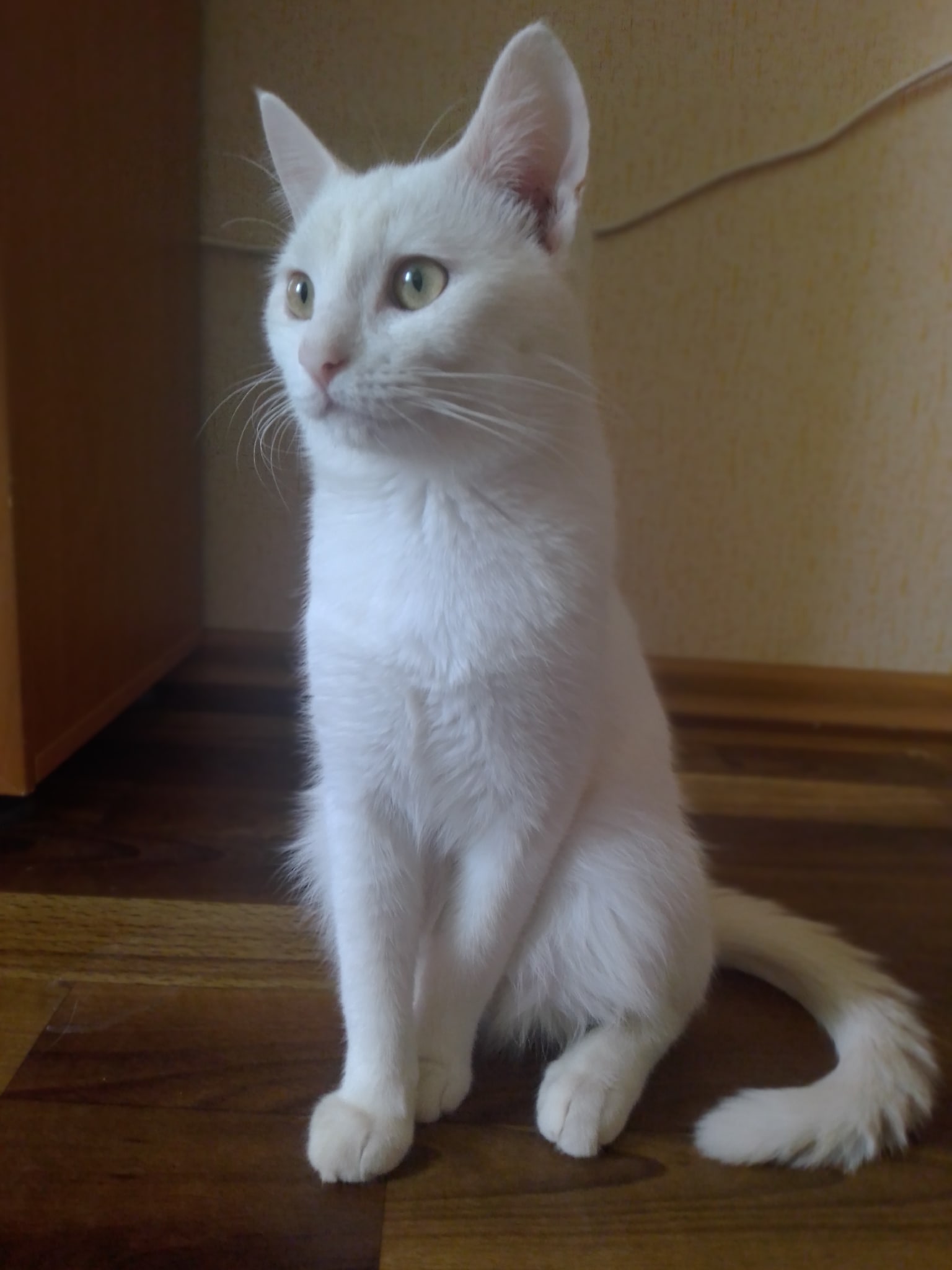 Чем бы заняться, может хозяйке пойти помочь с готовкой