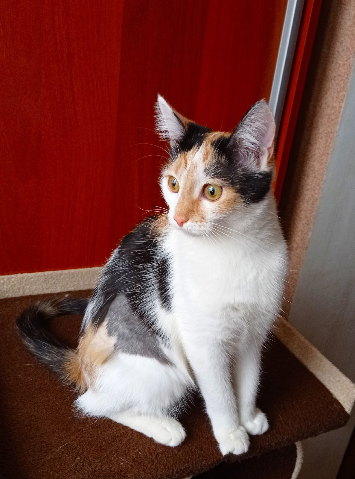 Кто то звонит в дверь, а дома только я