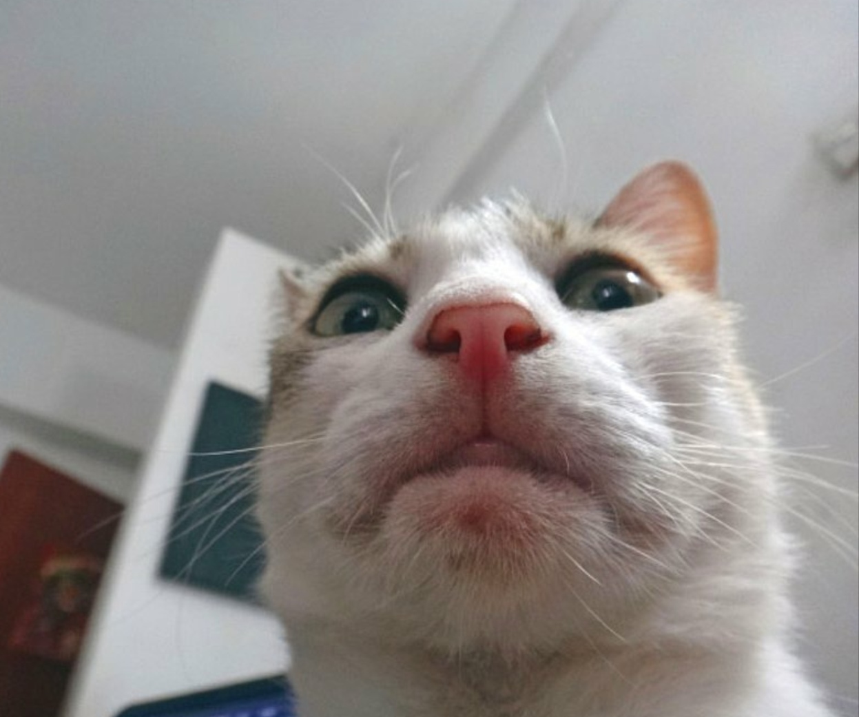 Коты двадцать первого века, умны и сообразительны