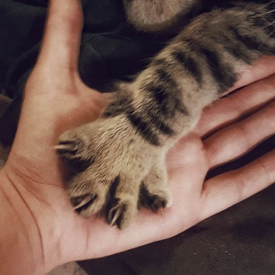 Дай лапу, друг