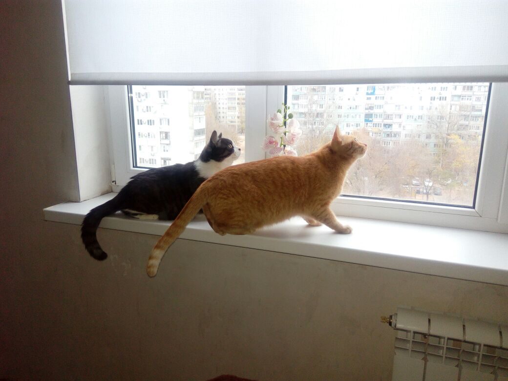 Давай Каркушу поймаем и съедим