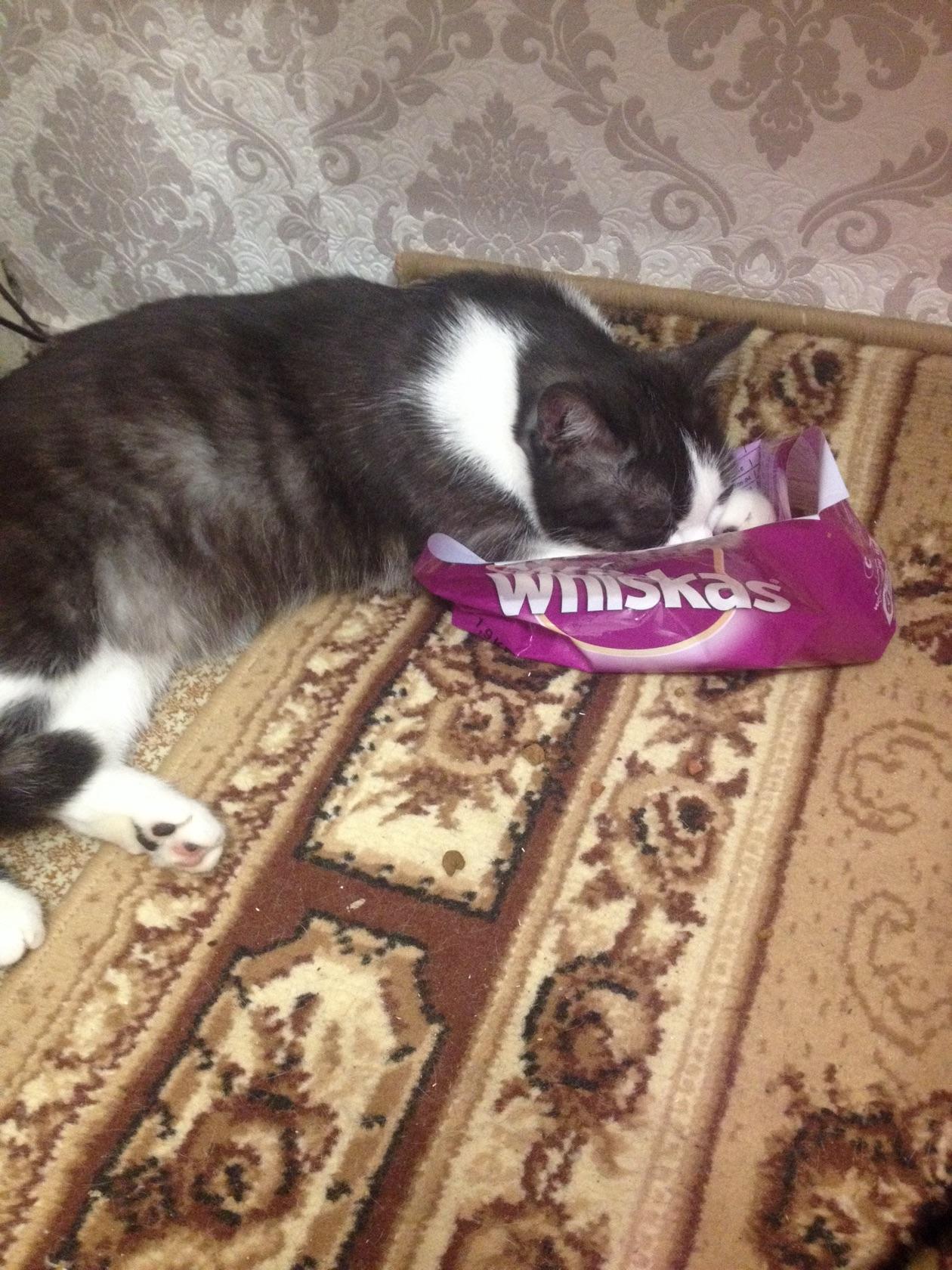 Фух, кажется наелся