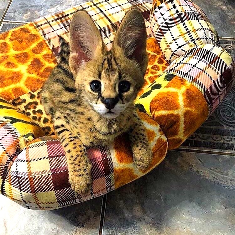 Скучно дома сидеть, пошли гулять