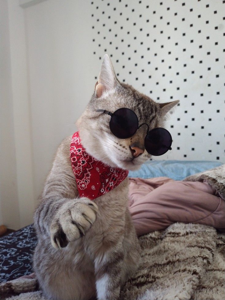 Привет, чуваки и чувихи