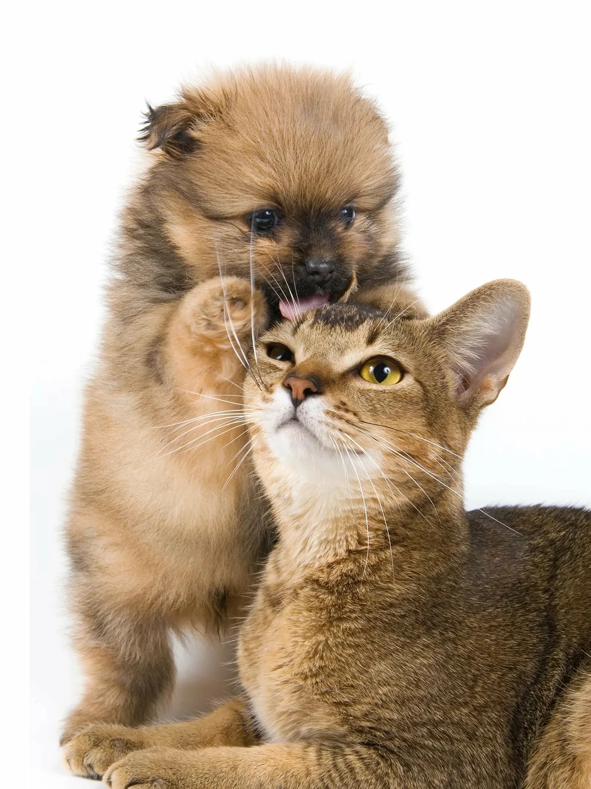 Давай дружить, ты меня защищать будешь