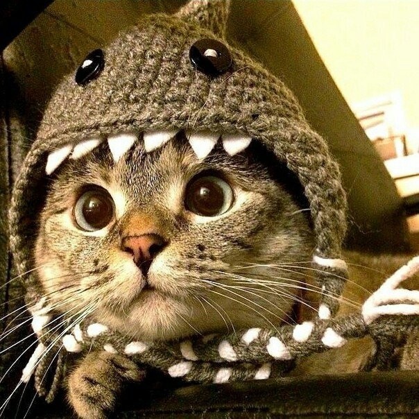 Всех проглочу, не помилую