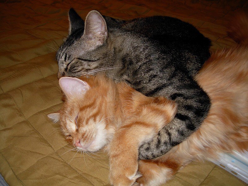 Спи, моя красавица