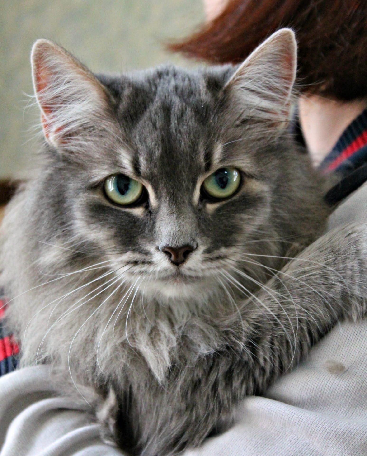 Меня хозяйка любит, она меня на руках носит