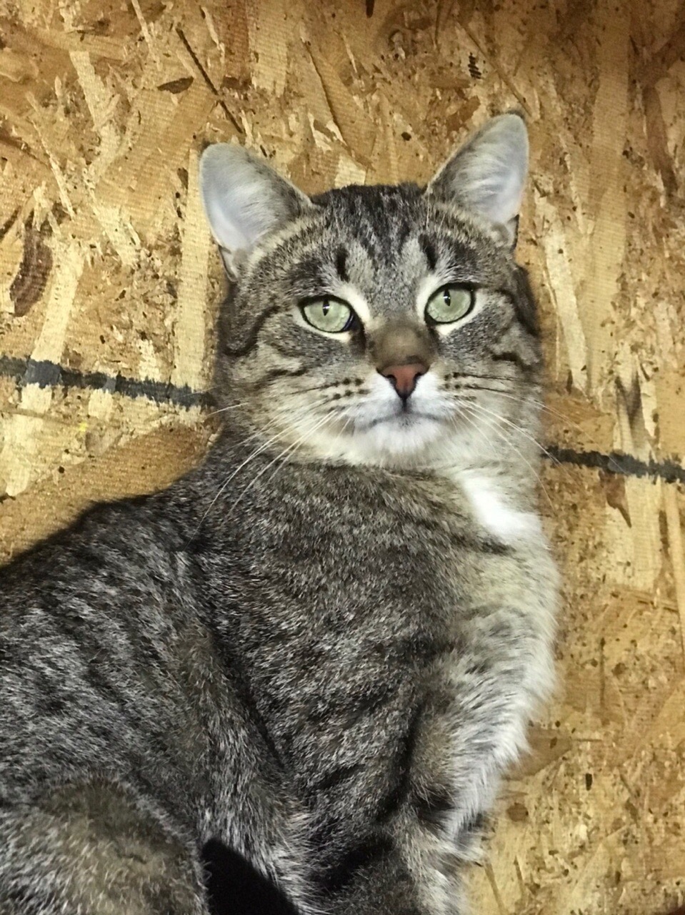 Я такой красавчик, что с меня картины писать можно