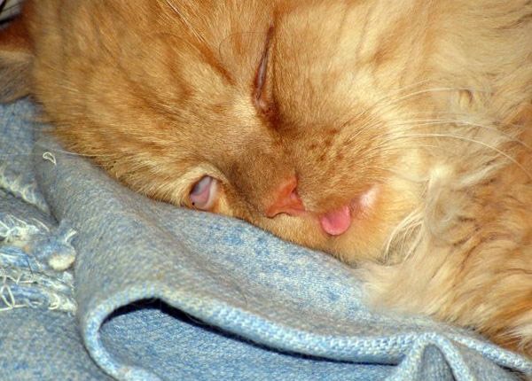 Снится мне сон, этот удивительный сон