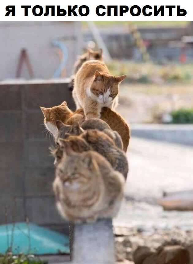 Наглость - второе счастье